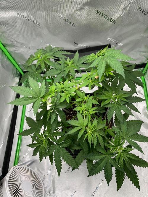 Huba Breeding - Ortega Gas fem. Week 4 - 30.07.26