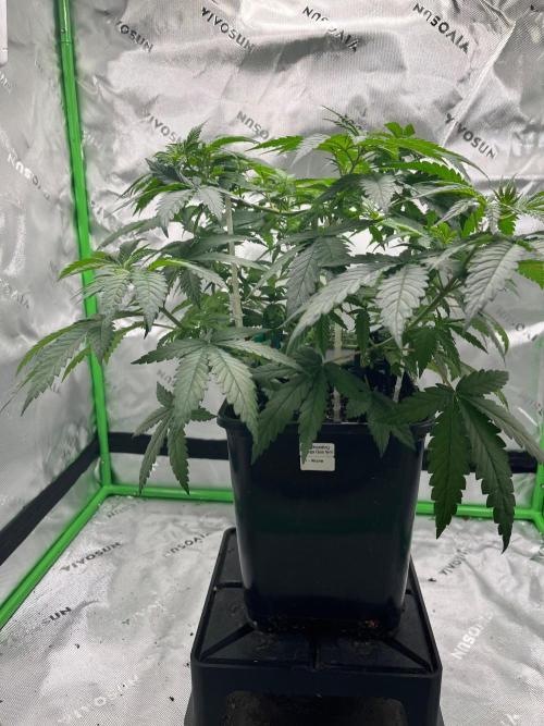 Huba Breeding - Ortega Gas fem. Week 4 - 02.08.26