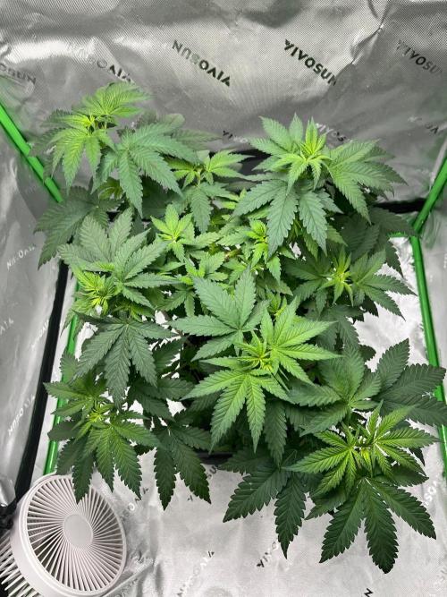 Huba Breeding - Ortega Gas fem. Week 4 - 02.08.26