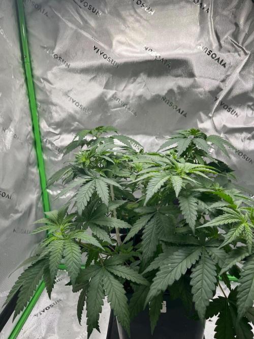Huba Breeding - Ortega Gas fem. Week 4 - 02.08.26