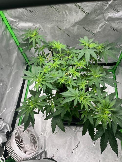 Huba Breeding - Ortega Gas fem. Week 4 - 02.08.26