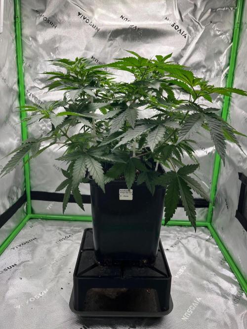Huba Breeding - Ortega Gas fem. Week 4 - 03.08.26 vor Defo