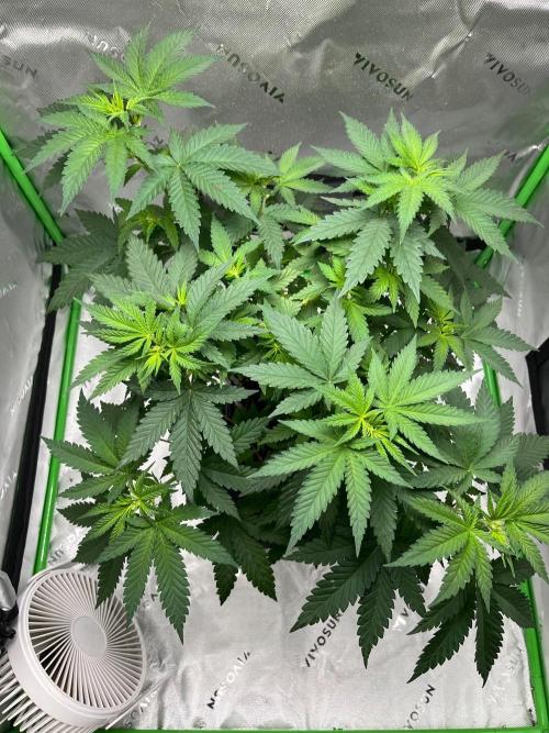 Huba Breeding - Ortega Gas fem. Week 4 - 03.08.26 vor Defo