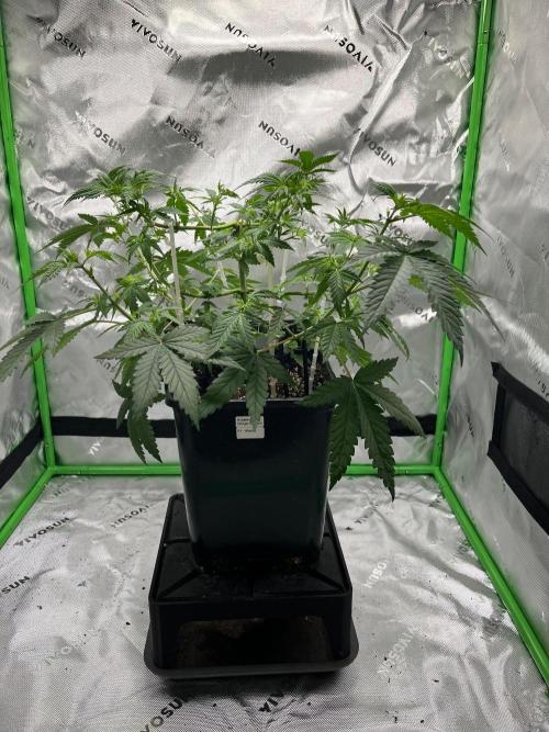 Huba Breeding - Ortega Gas fem. Week 4 - 03.08.26 nach Defo