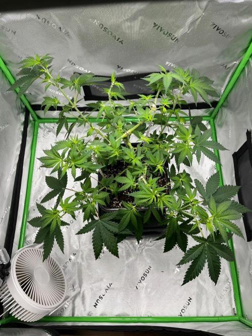 Huba Breeding - Ortega Gas fem. Week 4 - 03.08.26 nach Defo