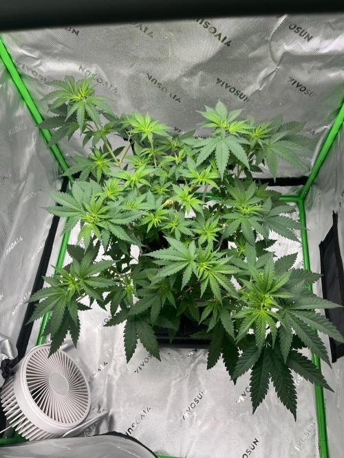 Huba Breeding - Ortega Gas fem. Week 4 - 04.08.26