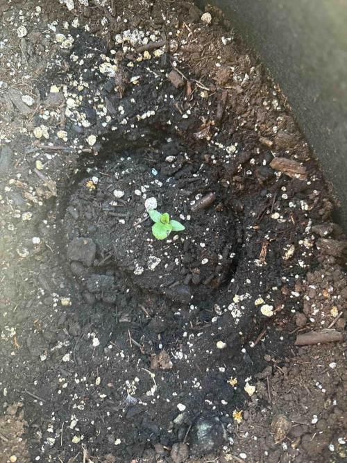 Autoflower First Time. Week 0 - Purple Punch Gorilla