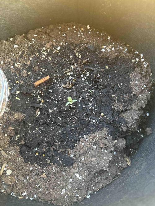 Autoflower First Time. Week 0 - Gorilla Glue 