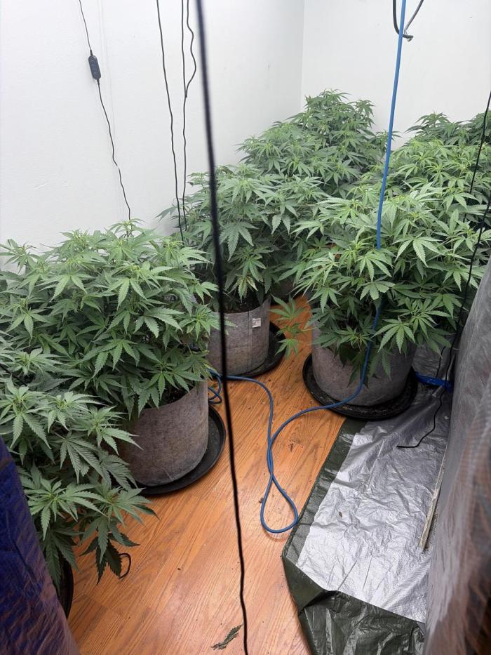 Critical mass clone to flower. Week 5 - Week 5 of veg and the plants are looking beautiful. 