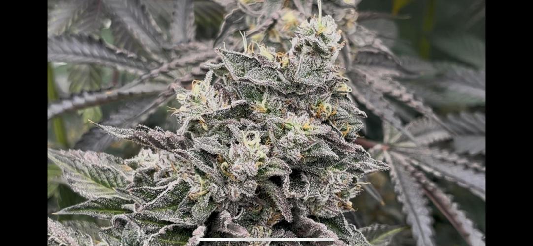 Bullz Eye. Week 9