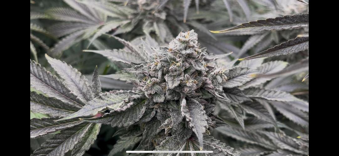 Bullz Eye. Week 9