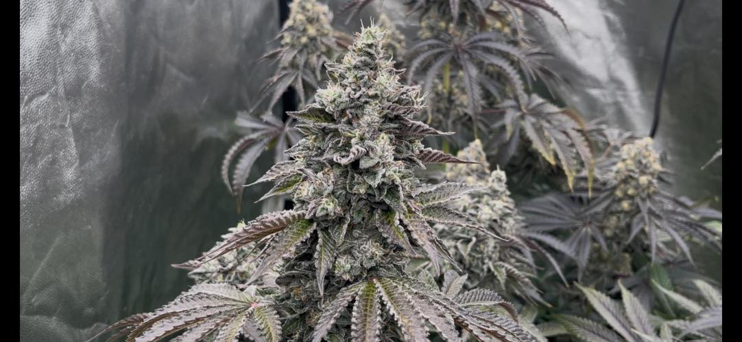 Bullz Eye. Week 9