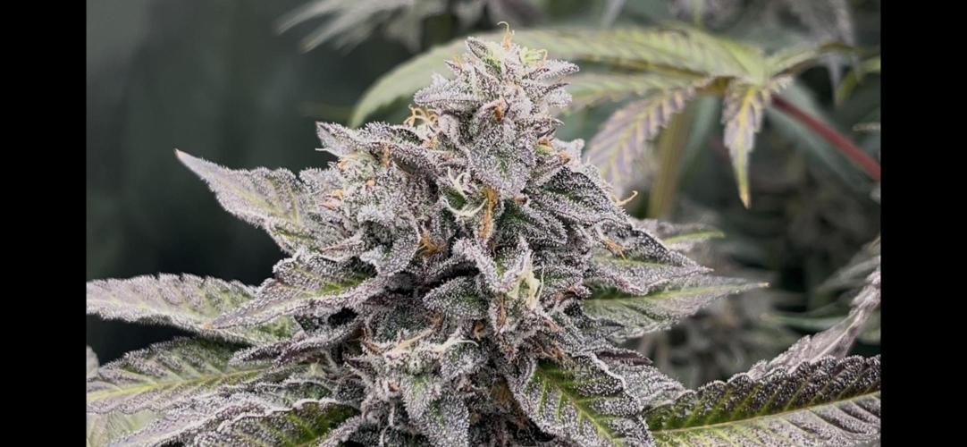 Bullz Eye. Week 9
