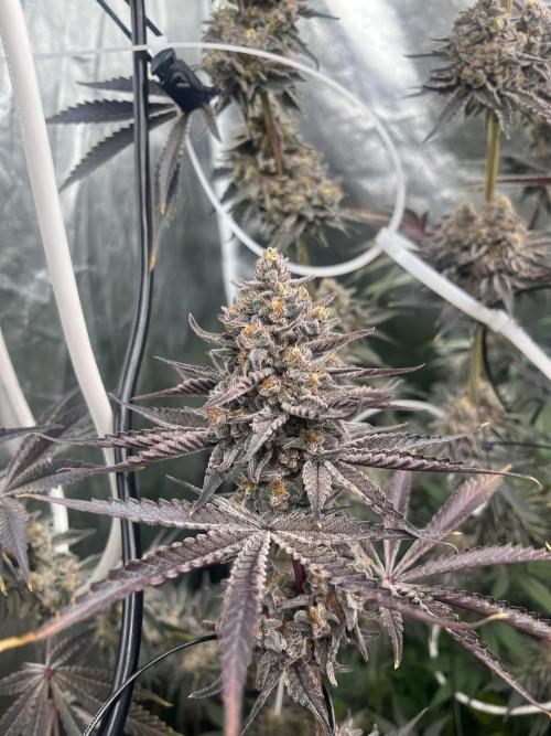 Rah Tah Tah. Week 9