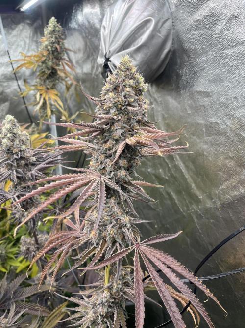 Rah Tah Tah. Week 9