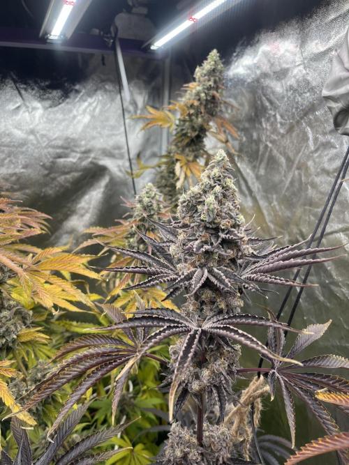 Rah Tah Tah. Week 9