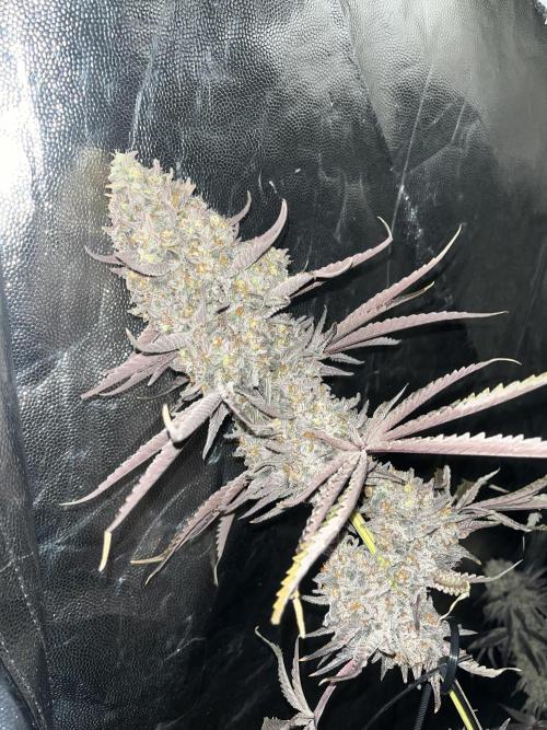 Rah Tah Tah. Week 9