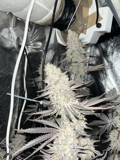Rah Tah Tah. Week 9