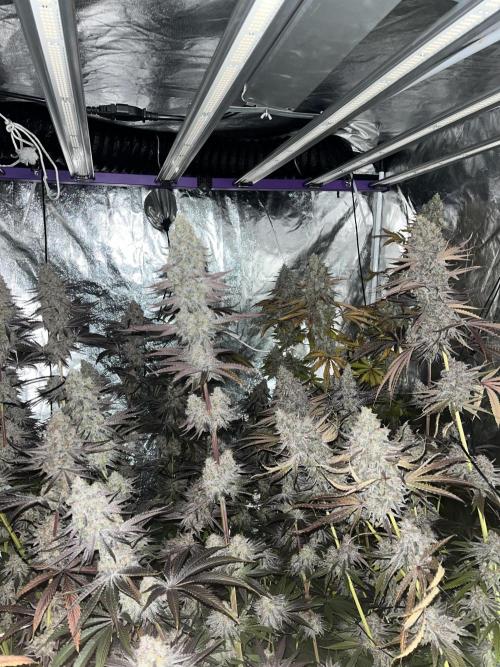 Rah Tah Tah. Week 9