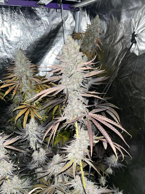 Rah Tah Tah. Week 9