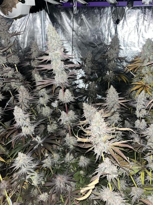 Rah Tah Tah. Week 9