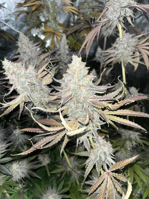 Rah Tah Tah. Week 9