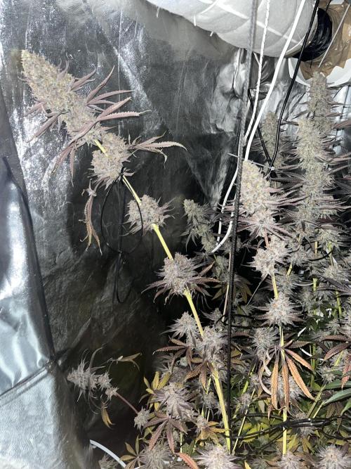 Rah Tah Tah. Week 9