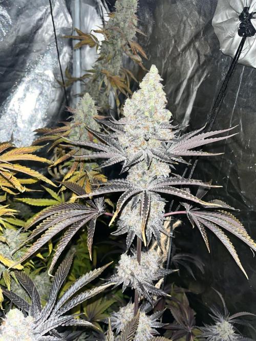 Rah Tah Tah. Week 9