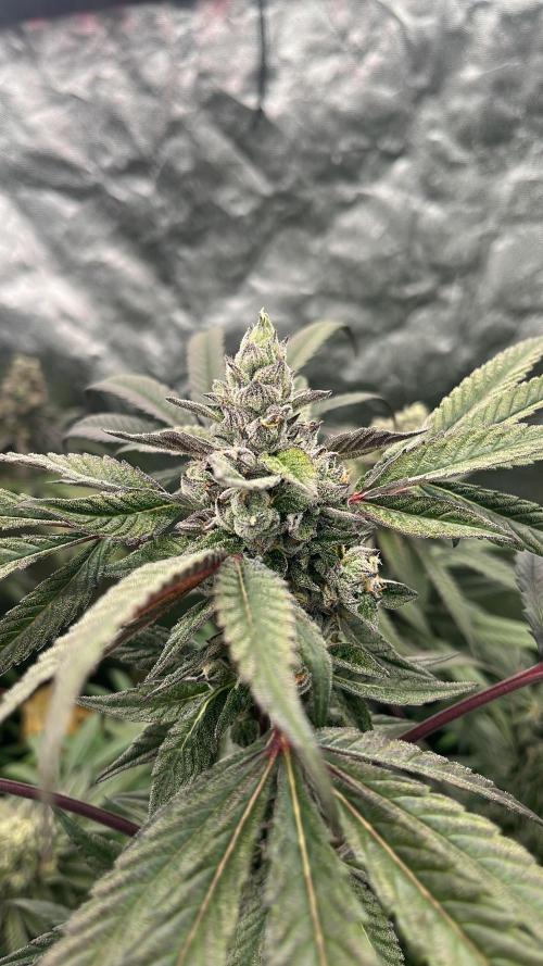 Goofiez. Week 9
