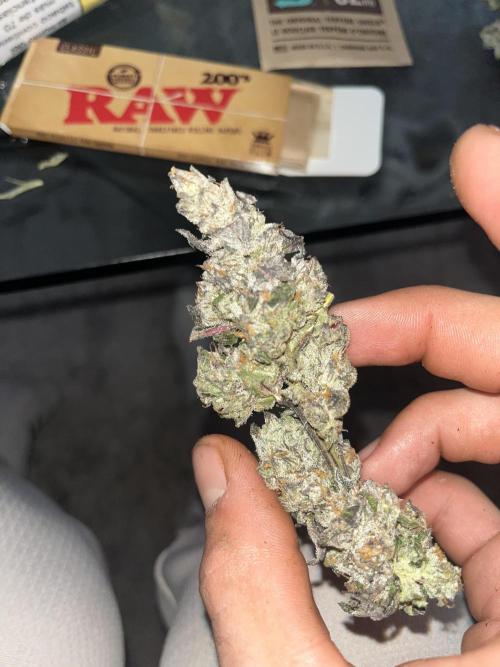 Goofiez. Week 9