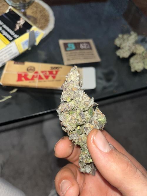Goofiez. Week 9