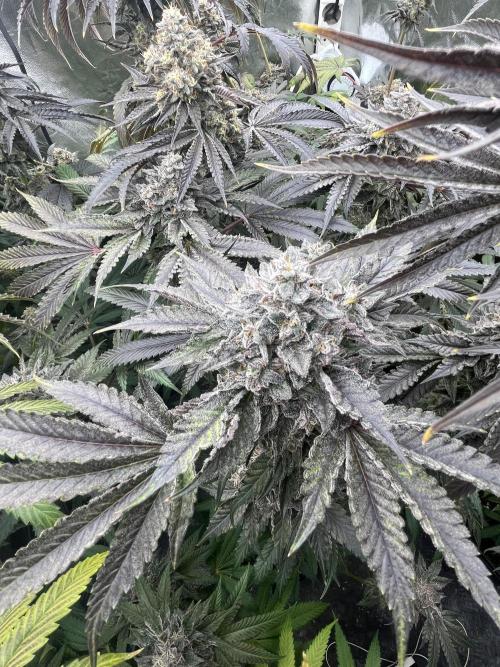Bullz Eye. Week 10