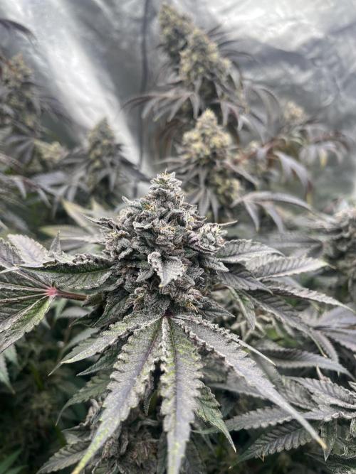 Bullz Eye. Week 10
