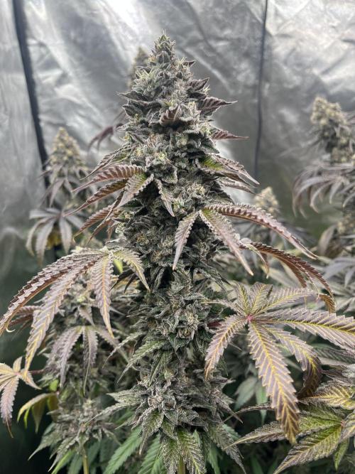 Bullz Eye. Week 10