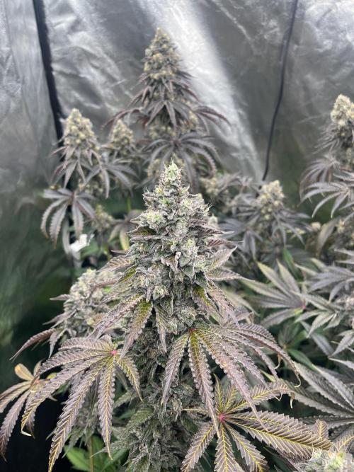 Bullz Eye. Week 10