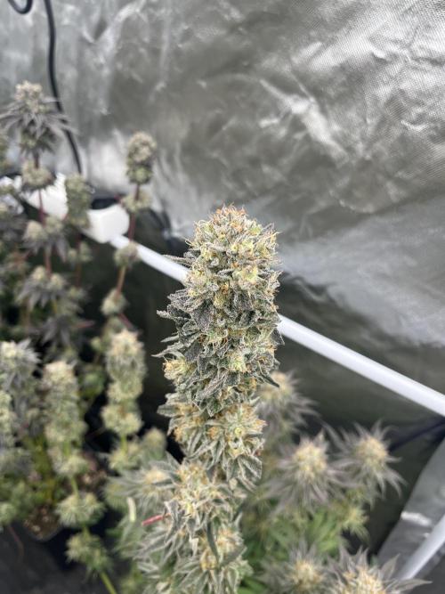Ethos. Week 9