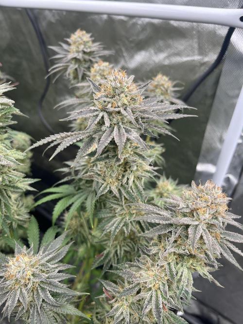 Ethos. Week 9