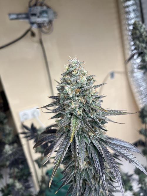 Ethos. Week 9