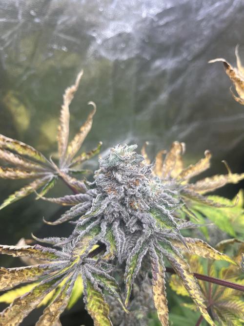 Old Money Compound. Week 9