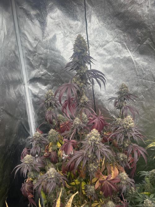Old Money Compound. Week 9
