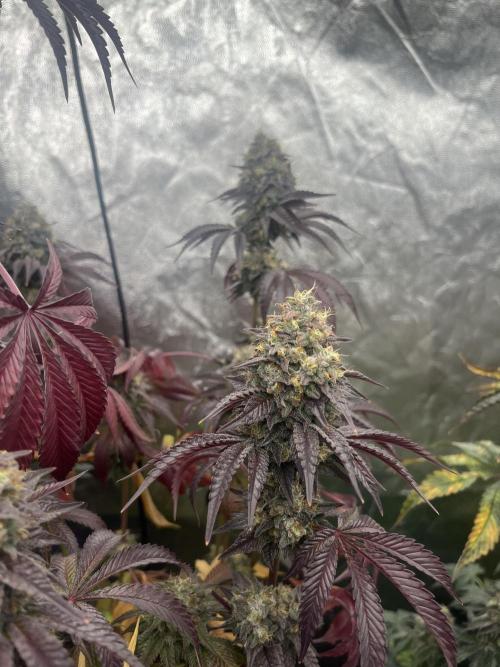 Old Money Compound. Week 9