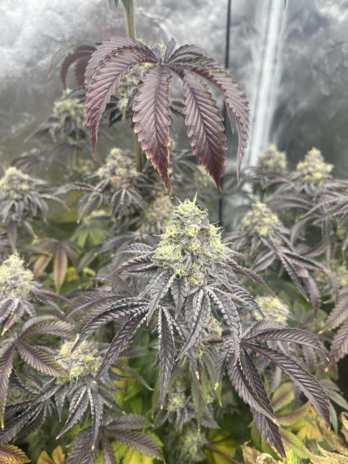Old Money Compound. Week 9