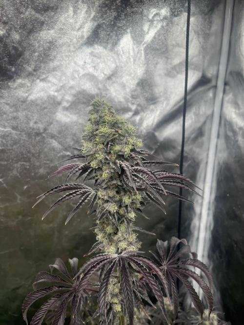 Old Money Compound. Week 9