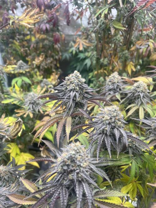 Old Money Compound. Week 9