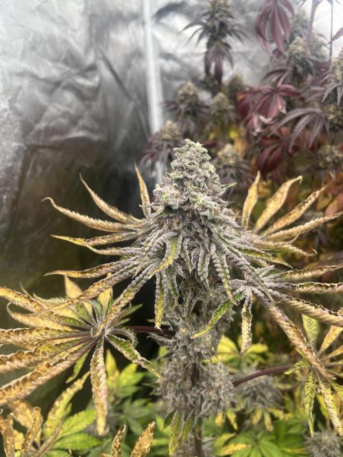 Old Money Compound. Week 9