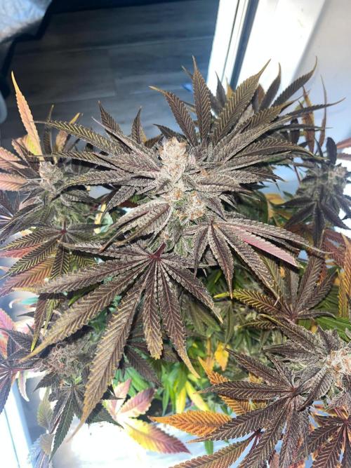Exotic. Week 9