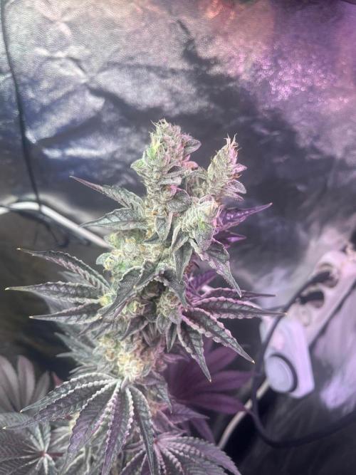 Exotic. Week 9