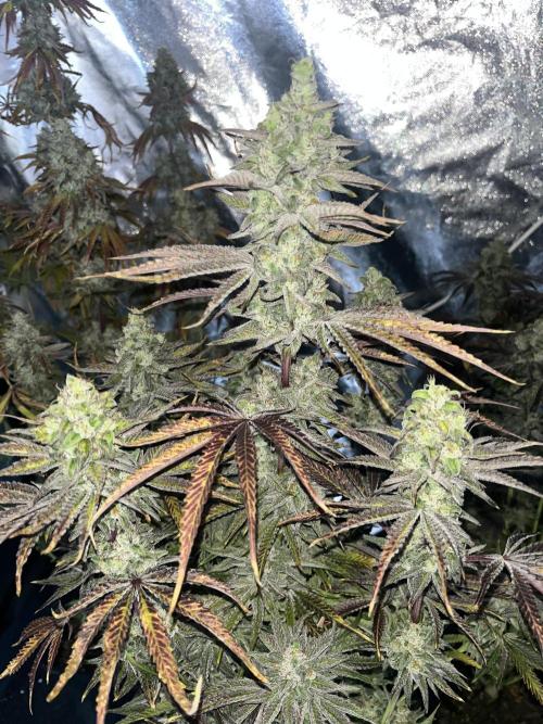 Compound puffinz. Week 9
