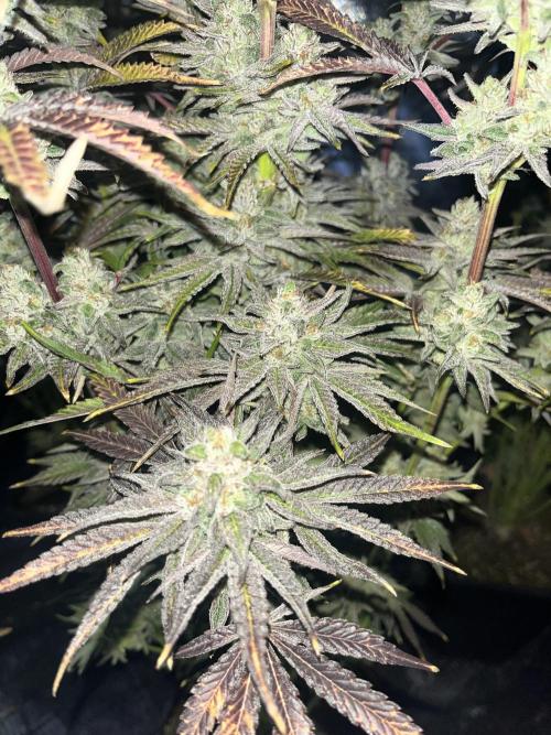 Compound puffinz. Week 9