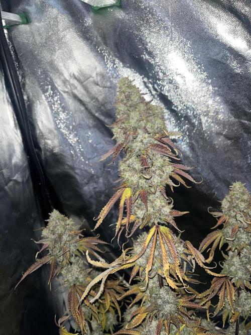 Compound puffinz. Week 9